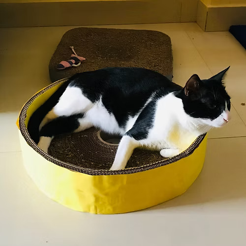 Round Basket Cardboard Scratcher 15" Inner Diameter