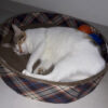 Round Basket Cardboard Scratcher 15" Inner Diameter