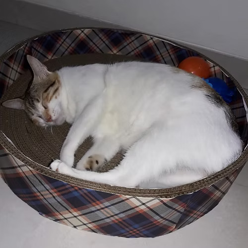 Round Basket Cardboard Scratcher 15" Inner Diameter