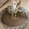 Round Basket Cardboard Scratcher 15" Inner Diameter