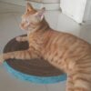 Purrly 16" Circle Horizontal Cardboard Cat Scratcher - Reversible - Long lasting