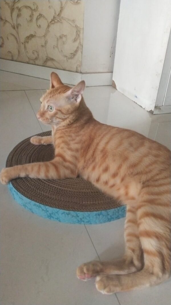 Purrly 16" Circle Horizontal Cardboard Cat Scratcher - Reversible - Long lasting