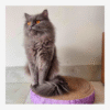 Purrly Circle Cardboard Cat Scratcher – Dual-Sided | 15" Diameter