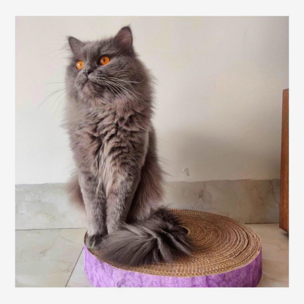 Products under 2k Purrly Circle Cardboard Cat Scratcher – Dual-Sided | 15" Diameter