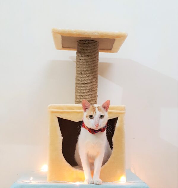 1 Purrly Kitten Cat Tower Condo for Kittens – 24" Tall Plywood Tree with Jute Scratching Pole & Faux Fur