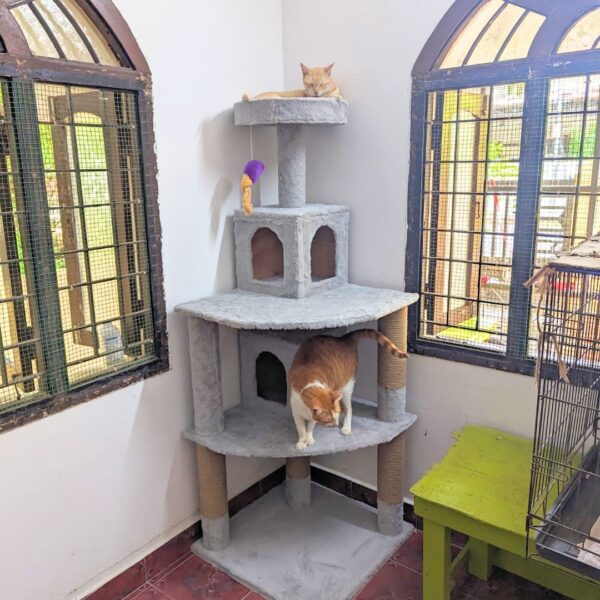 Capachinu 5ft Cat Tree Condo House with Dual Hideouts & Scratching Posts – Ideal for 2-3 Cats