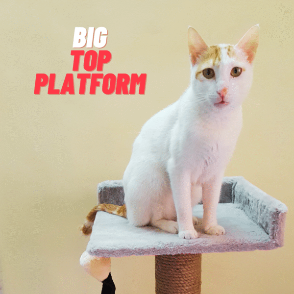 Goodly 2-Sided Cat Tower Condo Scratcher – 2ft Tall with Comfy Seating for Adult Cats