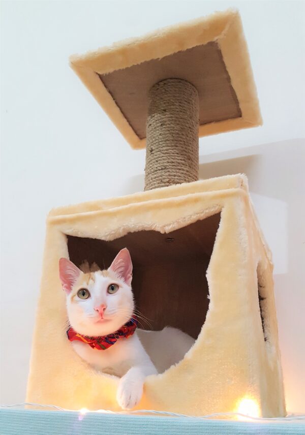 2 Purrly Kitten Cat Tower Condo for Kittens – 24" Tall Plywood Tree with Jute Scratching Pole & Faux Fur