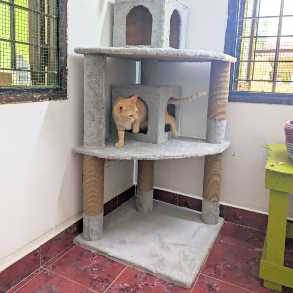 Capachinu 5ft Cat Tree Condo House with Dual Hideouts & Scratching Posts – Ideal for 2-3 Cats