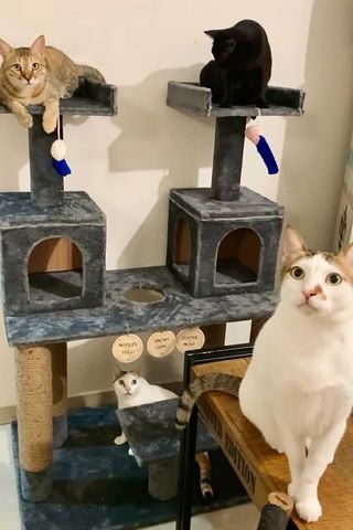 249758639_4560984907316362_5565596163501838641_n Snowfall 4ft Cat Tower Condo House with Dual Boxes & Scratch Posts – Ideal for Multi-Cat Homes