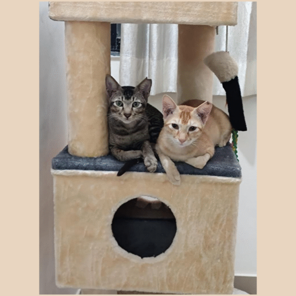 3 Misty’s Penthouse 3.5ft Cat Tower Condo with Scratcher – 4 Resting Spots, Ideal for 1–3 Cats
