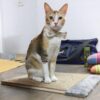NoKachra Jute Rope Scratching Pad Horizontal Rectangle shape - 15 x 18 inch plywood plank