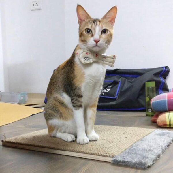 NoKachra Jute Rope Scratching Pad Horizontal Rectangle shape - 15 x 18 inch plywood plank