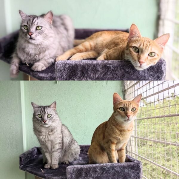 Basic Lola Cat Tower Scratcher - 5ft tall - Spacious platforms for big cats