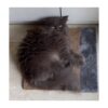 NoKachra Jute Rope Scratching Pad Horizontal Rectangle shape - 15 x 18 inch plywood plank