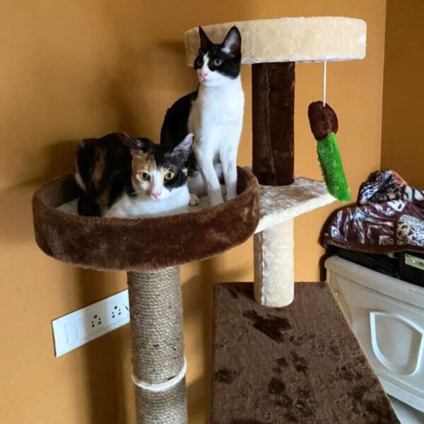 6 Peppermint 4ft Basket Cat Tower with Scratching Poles – No Condo Design for Window Lounging & Bird Watching