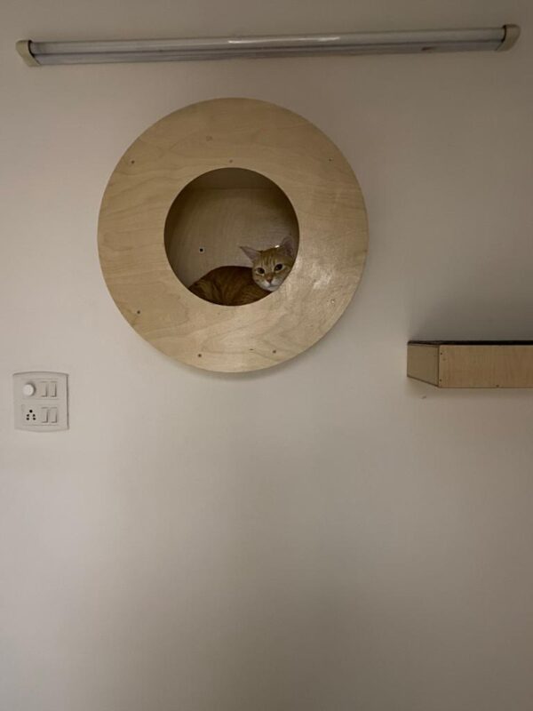 Cat Donut Wall Mount