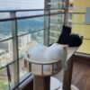 Elaichi Premium Birch Cat Lounger Tower – 2.5ft Tall | NoFur Jute Scratcher for 1–3 Cats