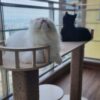 Elaichi Premium Birch Cat Lounger Tower – 2.5ft Tall | NoFur Jute Scratcher for 1–3 Cats