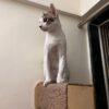 Wall Mount Pop-out Cat Scratcher – Tree-Bark Style Wall Scratching Post for Cats (11")