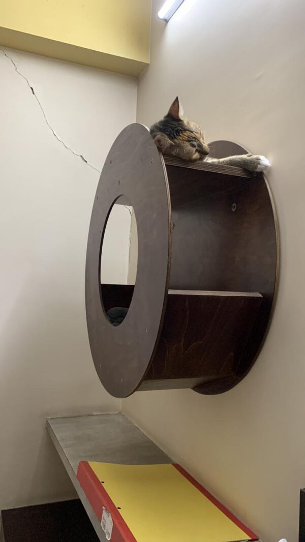 Cat Donut Set Wall Mount for adult cats and kittens