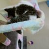 Hammock for big towers 5ft & above
