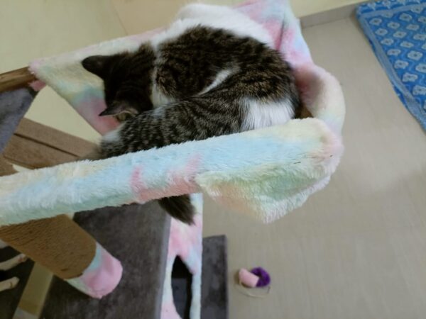 Hammock for big towers 5ft & above