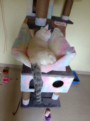 Hammock for big towers 5ft & above