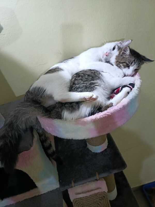 IMG-20230928-WA0086 Purrly Round Cat Basket Attachment – 15” Diameter – Fur & No-Fur Options – Compatible with All Towers