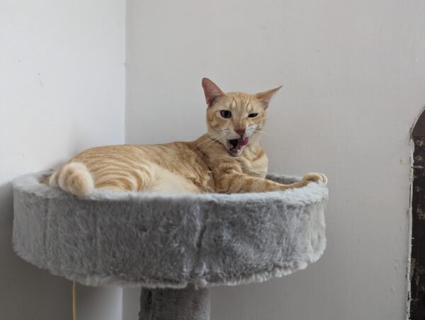 IMG-20230928-WA0096 Purrly Round Cat Basket Attachment – 15” Diameter – Fur & No-Fur Options – Compatible with All Towers