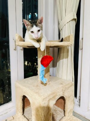 Mousey Singh - Let your cats destroy it