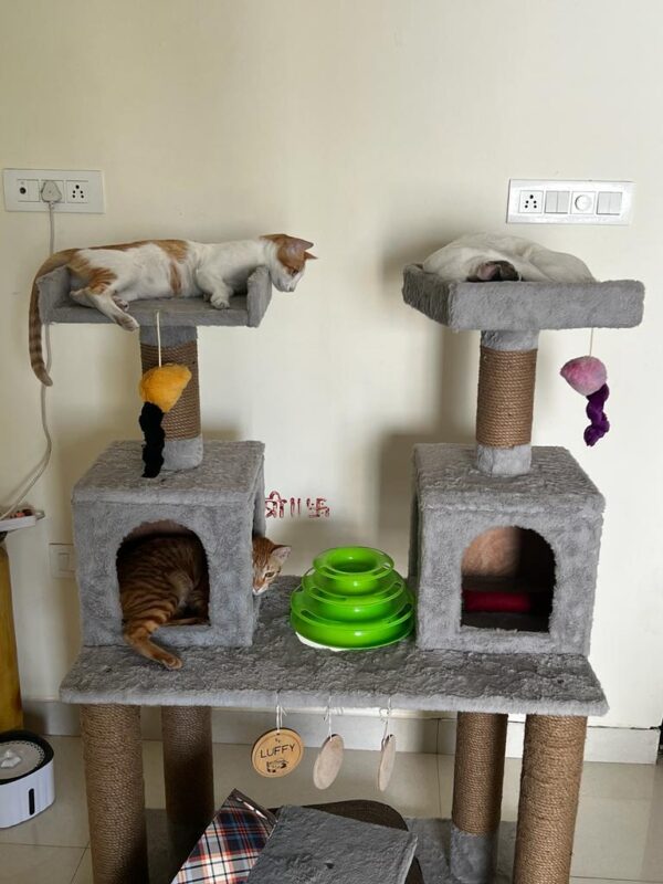 IMG-20231218-WA0077 Snowfall 4ft Cat Tower Condo House with Dual Boxes & Scratch Posts – Ideal for Multi-Cat Homes