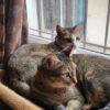 Floating Cat Hammock Grey or Beige