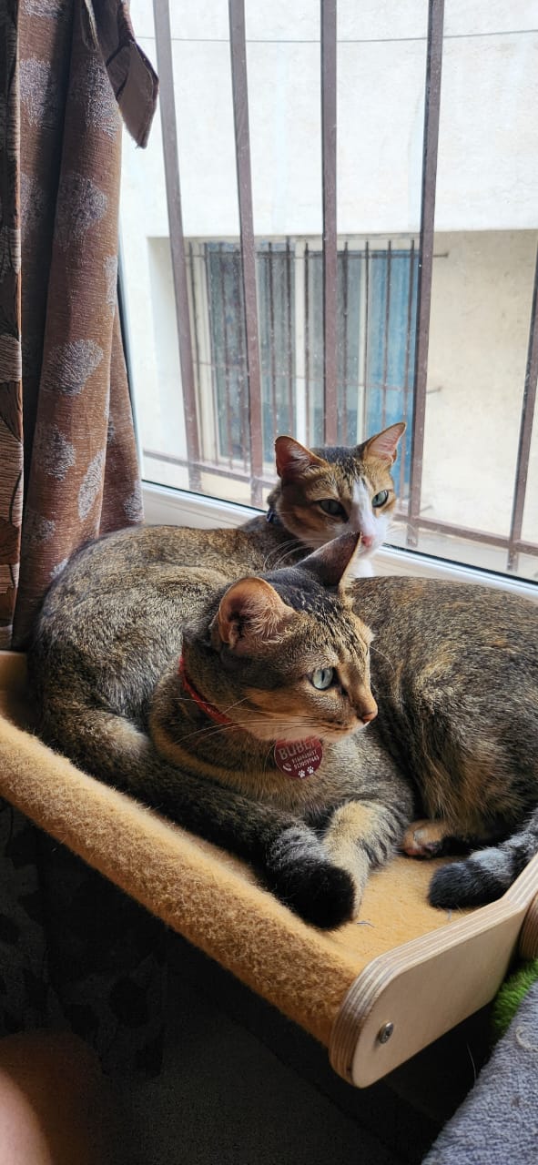 Floating Cat Hammock Grey or Beige
