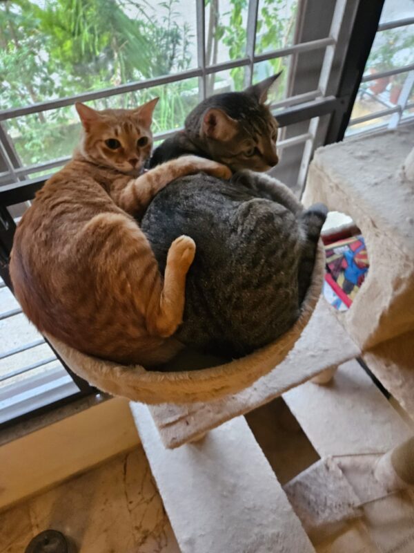 IMG-20240823-WA0054 Purrly Round Cat Basket Attachment – 15” Diameter – Fur & No-Fur Options – Compatible with All Towers