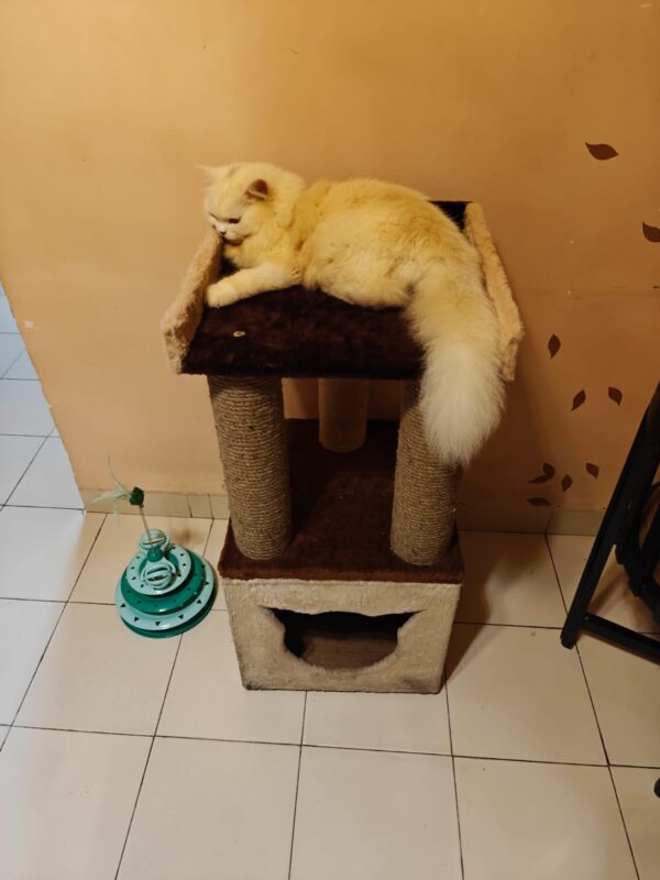 IMG-20241005-WA0046 Truffle Cat Tower Scratcher & Cozy Condo – 29" Tall with 2 Scratching Poles