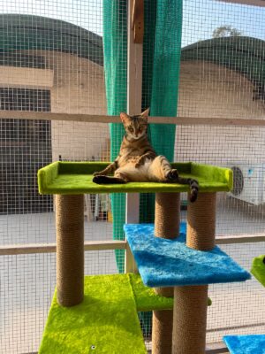 Bulbul Spacious Cat Tower – 3ft Tall | Custom Colors | 3 Rope Scratch Poles for 1–3 Cats