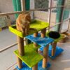 Bulbul Spacious Cat Tower – 3ft Tall | Custom Colors | 3 Rope Scratch Poles for 1–3 Cats