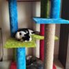 Bulbul Spacious Cat Tower – 3ft Tall | Custom Colors | 3 Rope Scratch Poles for 1–3 Cats