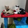 Bulbul Spacious Cat Tower – 3ft Tall | Custom Colors | 3 Rope Scratch Poles for 1–3 Cats
