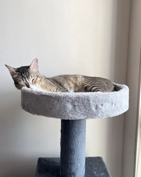 IMG_20230616_165442_068 Purrly Round Cat Basket Attachment – 15” Diameter – Fur & No-Fur Options – Compatible with All Towers