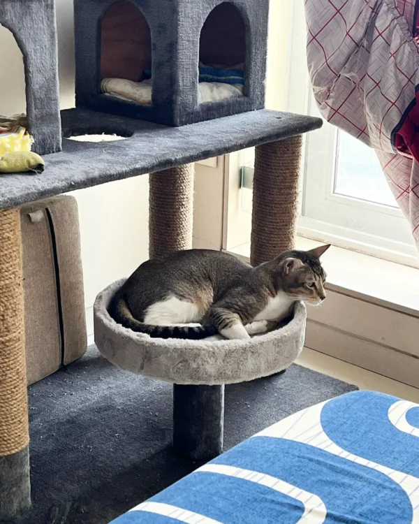 IMG_20230616_165442_186 Purrly Round Cat Basket Attachment – 15” Diameter – Fur & No-Fur Options – Compatible with All Towers