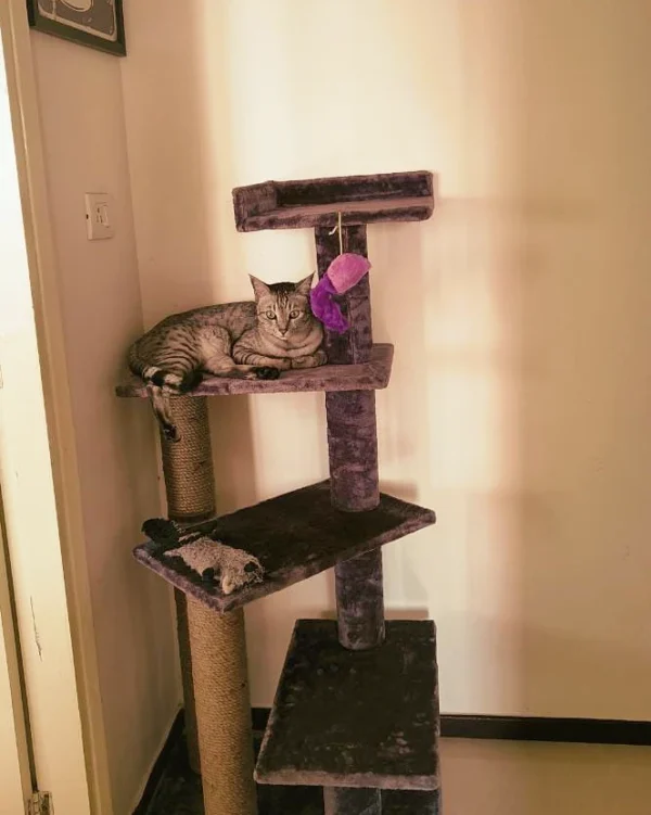 Fur Peppermint Cat Tower and Scratching Pole Tower - 4ft Tall - Adult Cats - Ideal for Old Cats