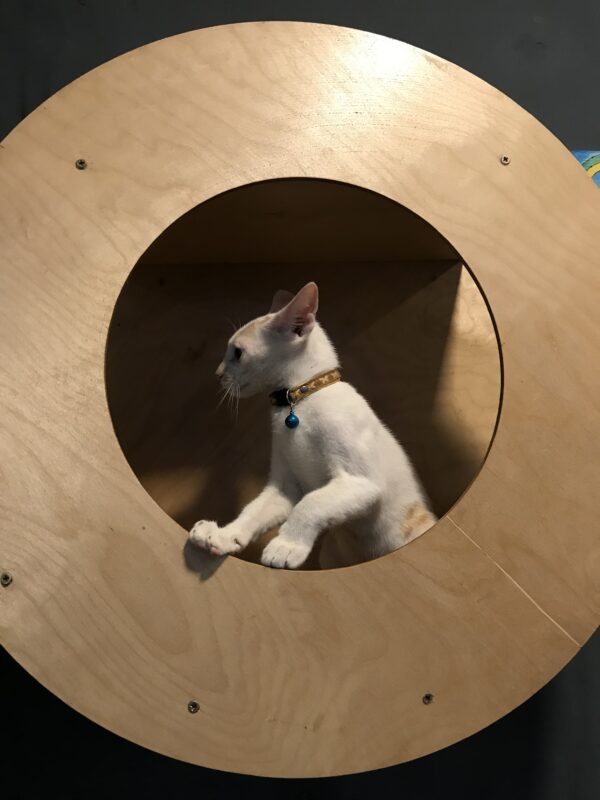 Cat Donut Wall Mount