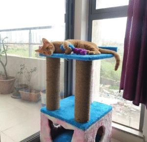 Truffle Cat Tower Scratcher & Cozy Condo – 29" Tall with  2 Scratching Poles