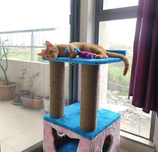 Screenshot 2025-06-10 160013 Truffle Cat Tower Scratcher & Cozy Condo – 29" Tall with 2 Scratching Poles
