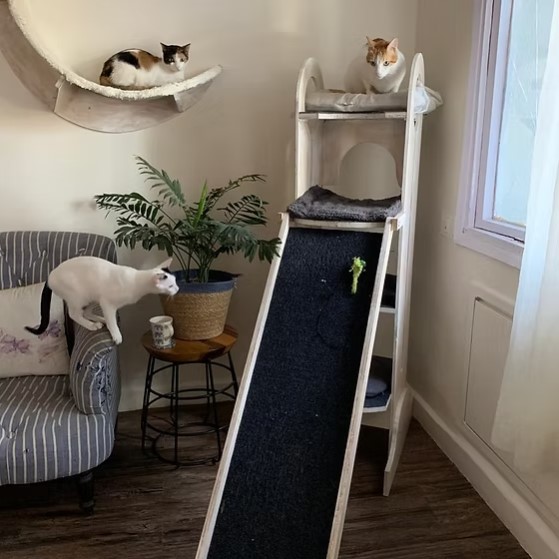 Screenshot 2025-06-18 214057 Jungle Gym – 5ft Tall Premium Cat Tower with Scratcher & Climbing Slider