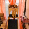 Jungle Gym – 5ft Tall Premium Cat Tower with Scratcher & Climbing Slider