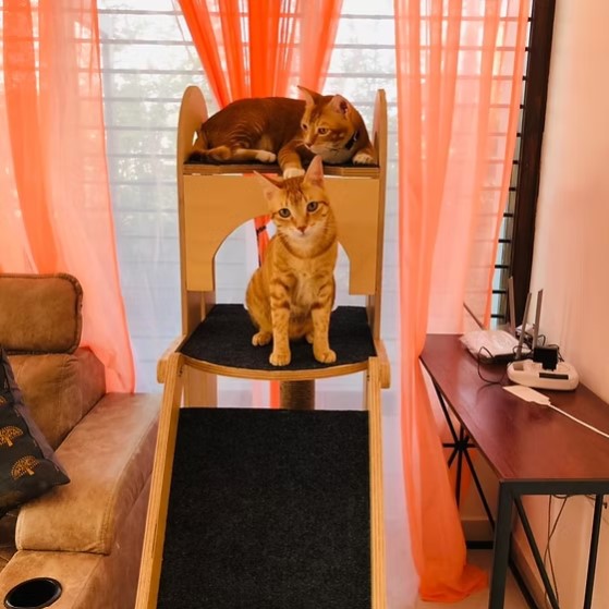 Screenshot 2025-06-18 214151 Jungle Gym – 5ft Tall Premium Cat Tower with Scratcher & Climbing Slider