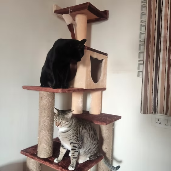 Basic King Cat Tower 5ft Condo Scratcher - Play & Lounge tower - Ideal for 1 to 3 cats